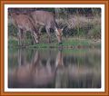 Boire dans un miroir-border